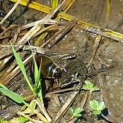 Download Video: While it looks like rather docile creature_ giant diving beetle is actually a carnivorous insect with a viscous appetite. Capable of hunting prey much larger than itself_ these predators use their unproportiona