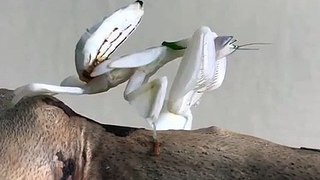 This white orchid mantis is an actual beast. Instead of eating one fly at a time_ this guy straight up catches two at once_ Devouring them alive with shear efficiency and prowess_ mantises truly are formidable