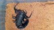 You guys wanted to see the molting time-lapse of this Arabian fat tailed scorpion from _es_exotics so here it is. Watch how the little invertebrate manages to squeeze its entire body along with its limbs and ta