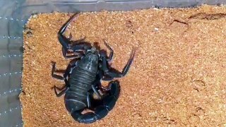 You guys wanted to see the molting time-lapse of this Arabian fat tailed scorpion from _es_exotics so here it is. Watch how the little invertebrate manages to squeeze its entire body along with its limbs and ta