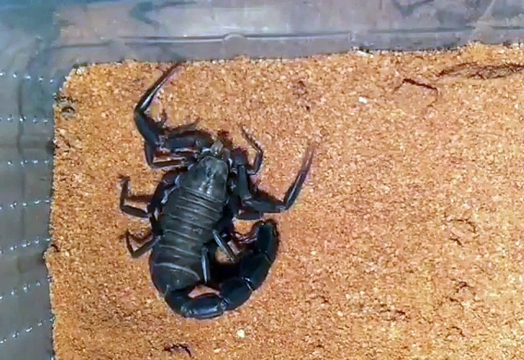 You guys wanted to see the molting time-lapse of this Arabian fat tailed scorpion from _es_exotics so here it is. Watch how the little invertebrate manages to squeeze its entire body along with its limbs and ta