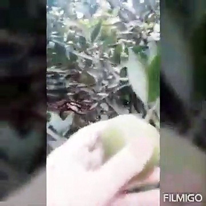 Home garden MashAllah #orange trees Orange trees