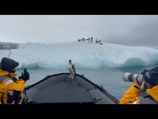 Penguin Takes a Ride on an Antarctic Taxi