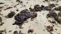Manchas de óleo na praia da Barra do Ceará