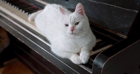 A White Cat on the piano keyboard..Pet's animals Life 2022