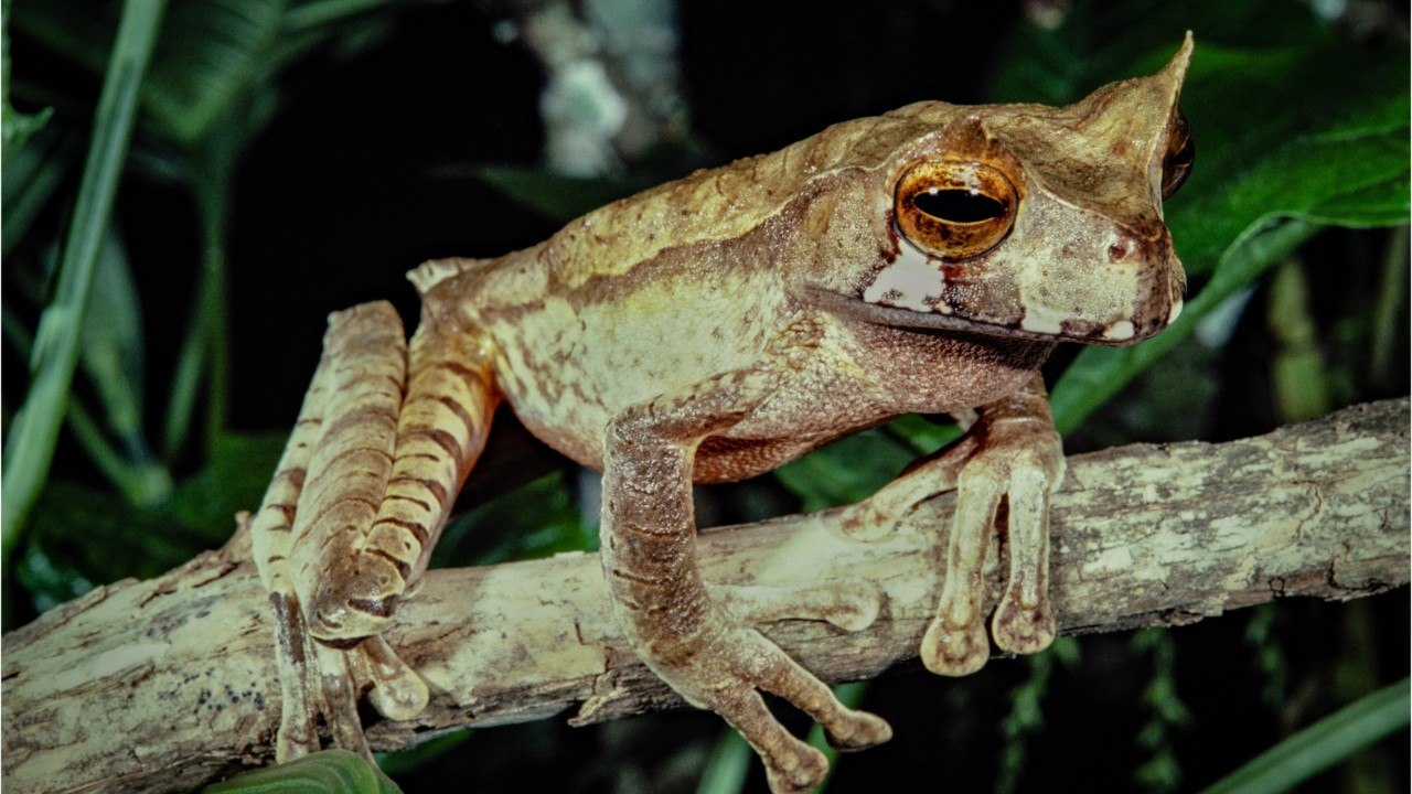 Environnement : voici 3 espèces que les scientifiques pensaient éteintes