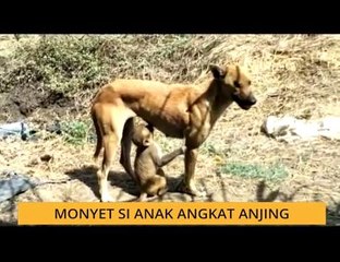 #Bualan 11 Mac: Monyet si anak angkat anjing