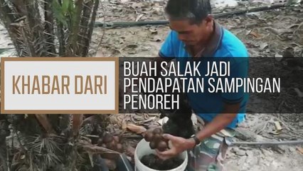 Khabar Dari Kedah: Buah salak jadi pendapatan sampingan penoreh