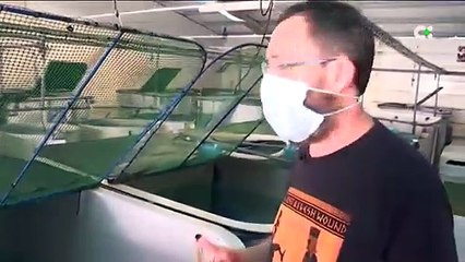 Canarias contará con el mayor criadero de pulpos del mundo