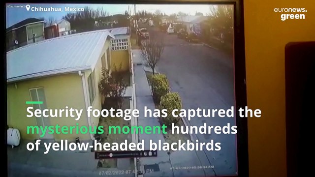 Why did this huge flock of blackbirds suddenly drop dead in Mexico?