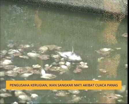 Pengusaha kerugian, ikan sangkar mati akibat cuaca panas