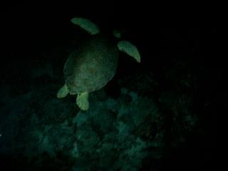 Scuba Diving with turtle