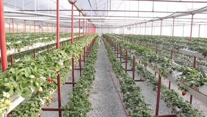 Sökeli kadın girişimci, ürettiği çilekleri ihraç etmek istiyor