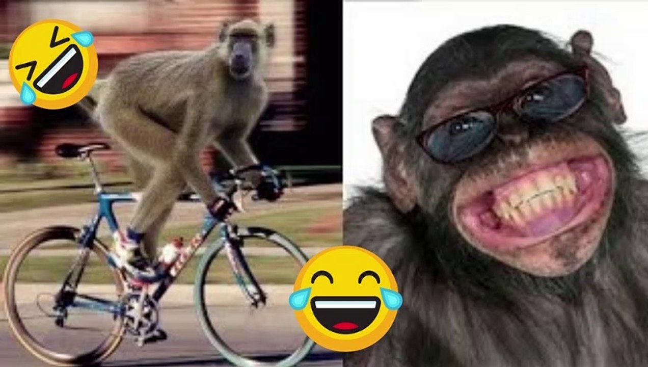 funny monkey #tiktok