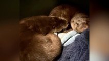 Orphaned otter cubs Eve and Juniper spending time together