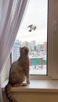 Cute cat videos |#14 | Cat Videos |Funny videos |Baby Cat | #cats #catvideos