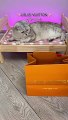 Cute cat videos |#12   | Cat Videos |Funny videos |Baby Cat | #cats  #catvideos