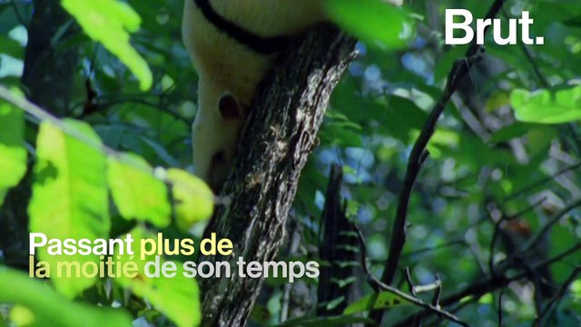 Le tamandua : un fourmilier perché dans les arbres