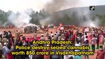 Andhra Pradesh: Police destroy seized cannabis worth 850 crore in Visakhapatnam