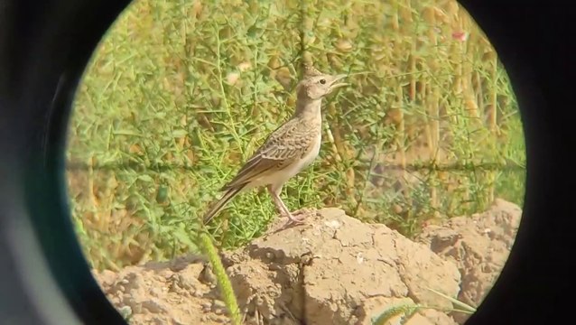 Hunting and cooking sparrows With an air rifle pcp