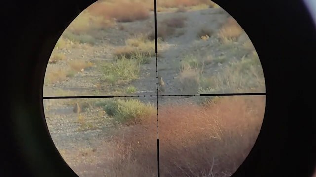 Hunting partridge with a PCP air rifle