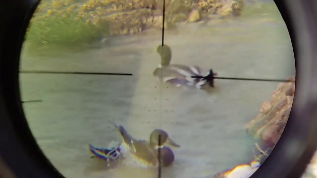 Duck hunting with PCP air rifle