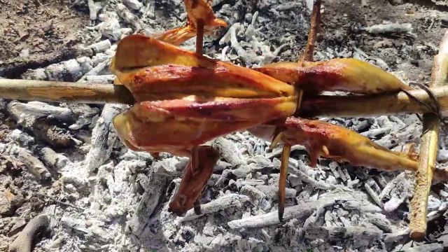 Pheasant hunting with PCP air rifle