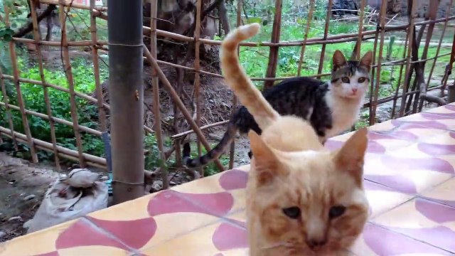 Droles de chats et de chatons miauler