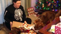 CATS & DOGS vs CHRISTMAS PRESENTS - Funniest PET VIDEOS