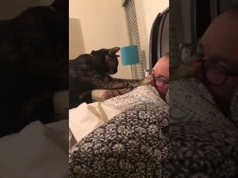 Kitty Alarm Clock Wakes Its Human up With a Boop