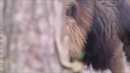 Beautiful Male Lion Roaring