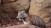 Tiger Cub Playtime at ZSL London Zoo