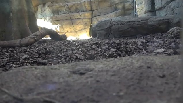 Rare Sumatran Tiger Cub Born at ZSL London Zoo