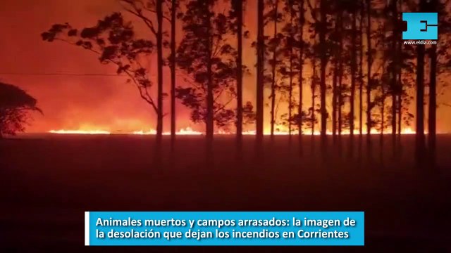 Animales muertos y campos arrasados