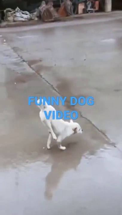 Funny dog video