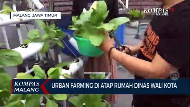 Wali Kota Malang Sulap Atap Rumah Dinas Untuk Urban Farming