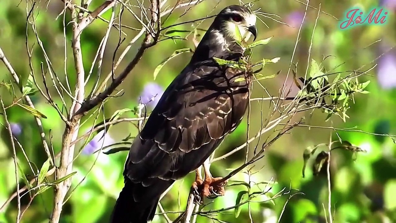 Diều Ăn Sên | Loài Chim Chuyên Săn Bắt Ốc