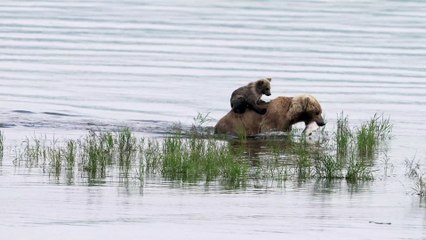 Bear Cub Rides Across River in Style