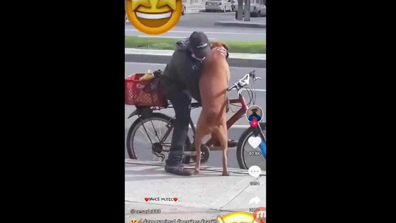 mendigo 4 patas