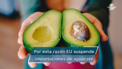 Download Video: Previo a Super Bowl, EU suspende importaciones de aguacate por supuestas amenazas en Michoacán