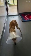 Dubai: Dog who suffered multiple air gun pellet wounds is now under Sheikh Hamdan's care