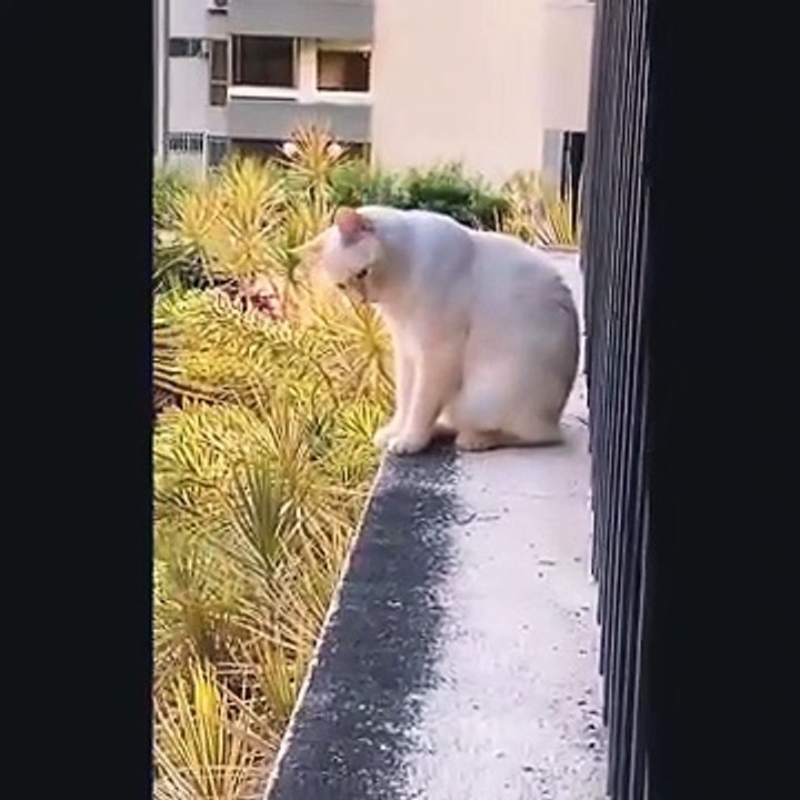  Best Funny Cat Videos EP#1  Don't Try To Stop Laughing | Funny Cat Compilation