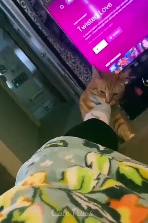 Kucing dan anjing paling lucu 