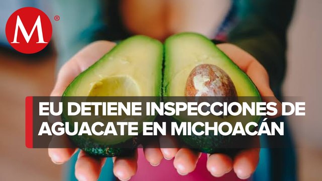 EU suspende temporalmente envíos de aguacate desde Michoacán