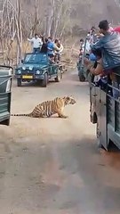 रणथम्भौर पर वेलंटाइन डे पर रहेगी पर्यटकों की बूम