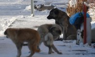 Prof. Dr. Aktaş: Köpek saldırdığında kaçmayın, göz teması kurmayın