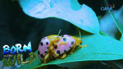 Born to be Wild: Love in the Animal Kingdom