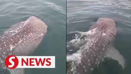 Download Video: Whale shark spotted near Pulau Sapi