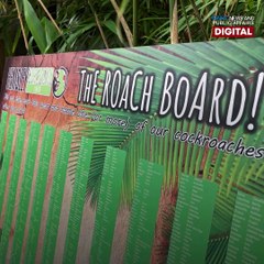 Ipis, pwedeng ipangalan sa ex! | GMA News Feed