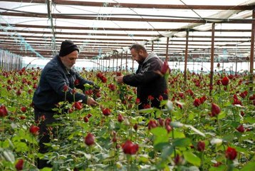İzmir Menderes'te yoğun 14 Şubat mesaisi